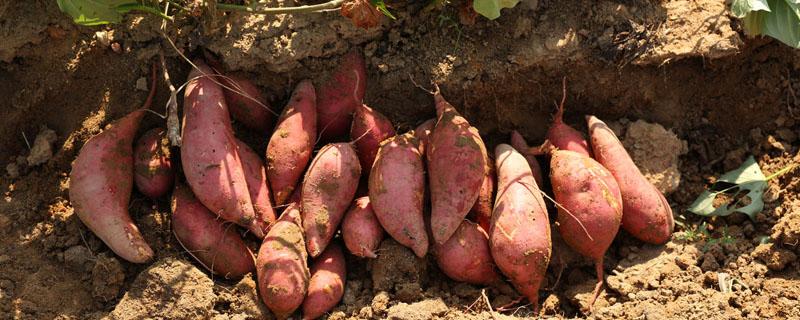 红薯怎样施肥和管理才能产量高?