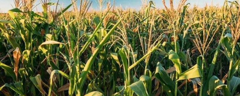 玉米高产施肥技术要点（玉米如何施肥才能高产?玉米高产施肥技术要点）