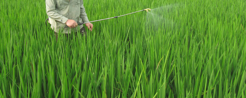 水稻潜叶蝇什么时候发生 稻秆潜蝇危害水稻后期症状