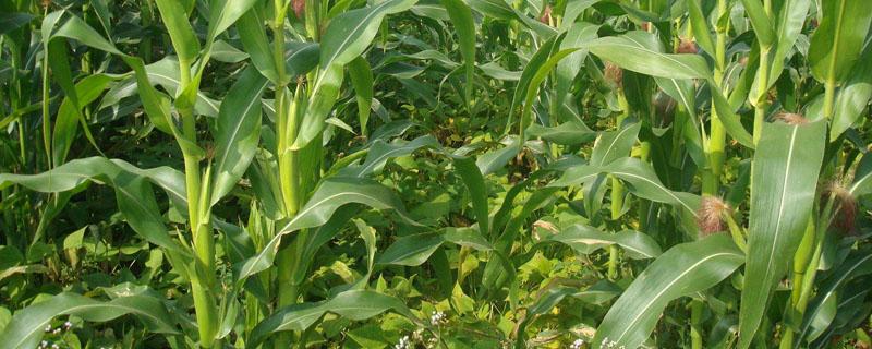 春玉米套种豆角种植技术 春玉米套种豆角种植技术能成功吗