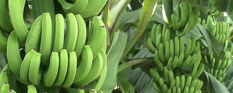 香蕉从种植到收成几个月 香蕉从种植到收成一共需要几个月