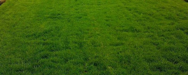 足球场草坪是什么品种（足球场一种颜色的草坪有多宽）