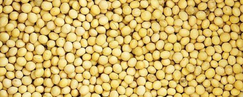 黄豆可以做花的肥料吗,正确发酵方法