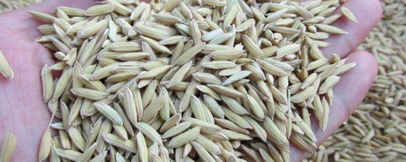 水稻种子催芽过程 水稻种子发芽过程