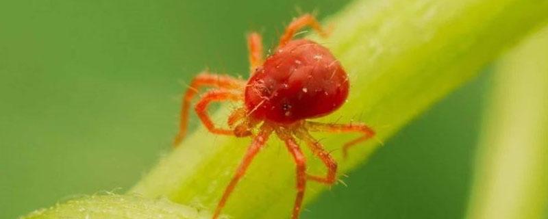 噻虫嗪打不打红蜘蛛 噻虫嗪对红蜘蛛有效果吗