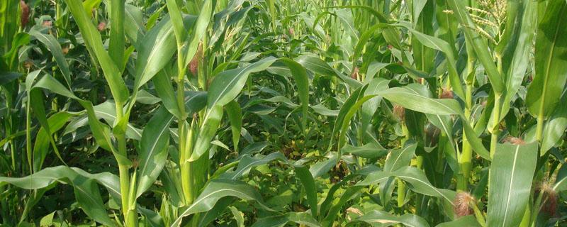玉米苗前能用草甘膦吗 草甘膦和玉米苗后除草剂使用吗