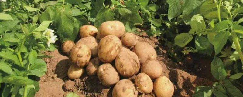 滕州土豆最大产地是哪里（滕州土豆产量）