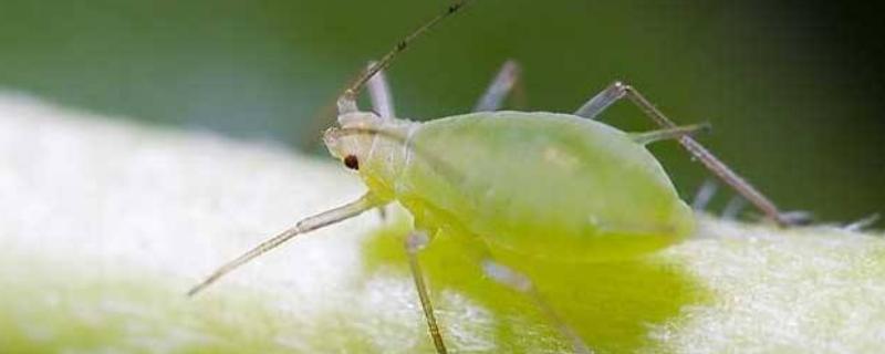 怎么去除黄瓜上面的蚜虫,用什么药防治效果好