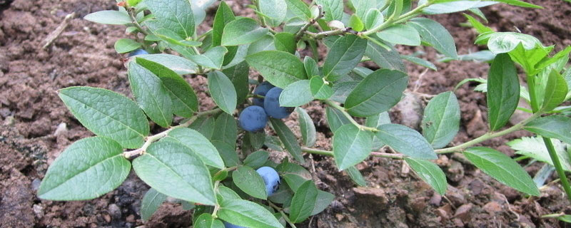 蓝莓苗缓苗能晒太阳吗 蓝莓苗缓苗几天就可以晒太阳