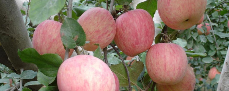 百果园良枝苹果产地 良枝苹果的产地