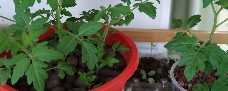 盆栽西红柿的养殖方法结果过程 盆栽西红柿怎么养