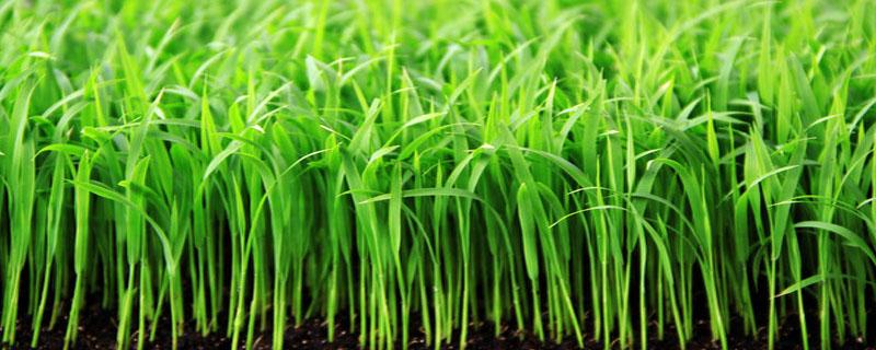 水稻什么时候施送嫁肥 水稻秧苗送嫁肥用什么肥