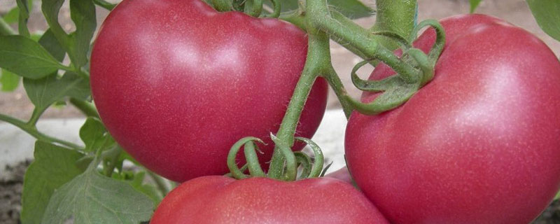 番茄怎么种植才能挂果