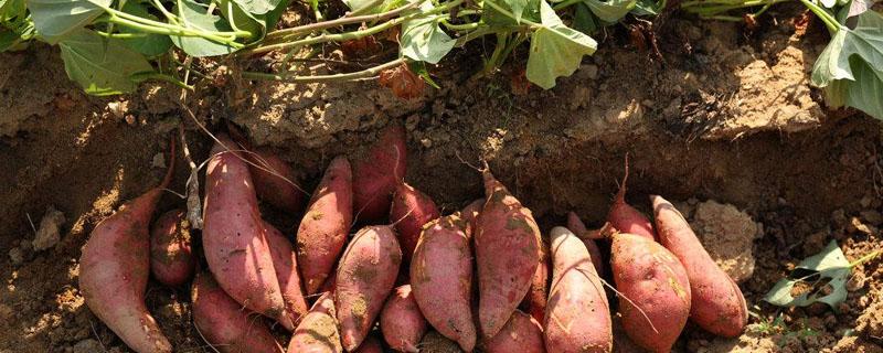 怎样育红薯苗出得快又多 怎样种红薯苗会长得多呢