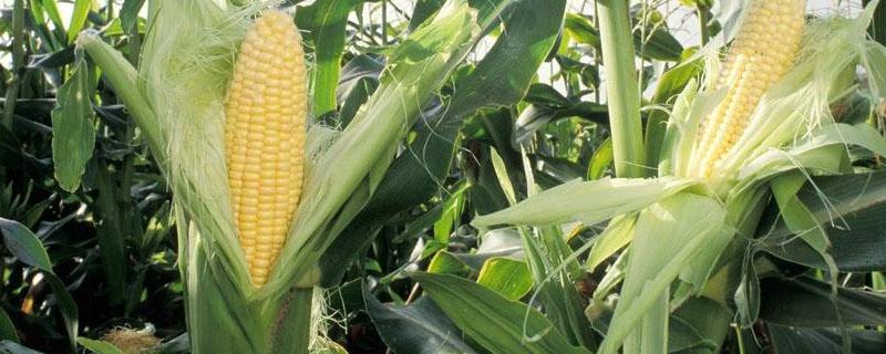 新单58玉米特征特性 新单58玉米品种审定公告