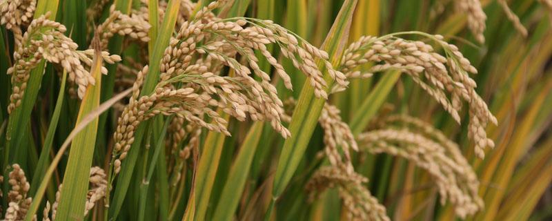 世界上栽培稻的发源地是哪个国家 世界栽培稻种有