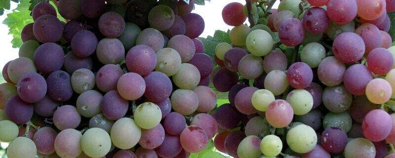 葡萄全年用药方案