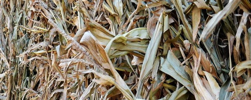 一亩地的干玉米秸秆有多斤 一亩地能产多少斤干玉米秸秆