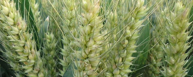 小麦种子内的胚芽是由什么发育成的 小麦种子是由胚珠发育来的