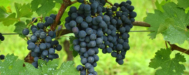 葡萄最常见的病有哪些 葡萄的疾病种类