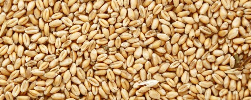 小麦种子和水稻种子寿命的差异