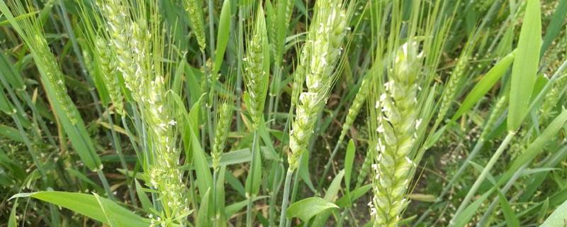小麦和水稻的花属于（水稻和小麦是一种植物吗）