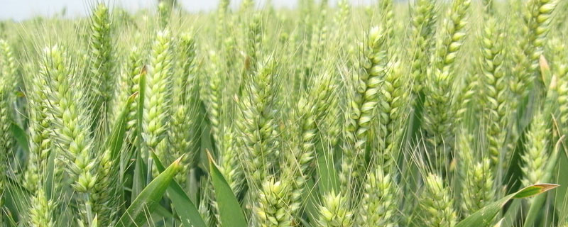 小麦是经济作物吗 小麦是农作物吗