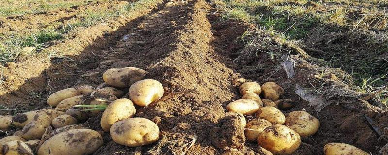 种植土豆的方法步骤（如何种植土豆步骤）