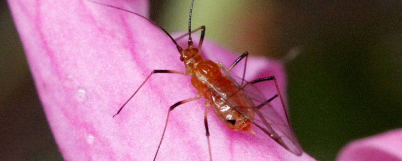 多菌灵对蚜虫有效吗