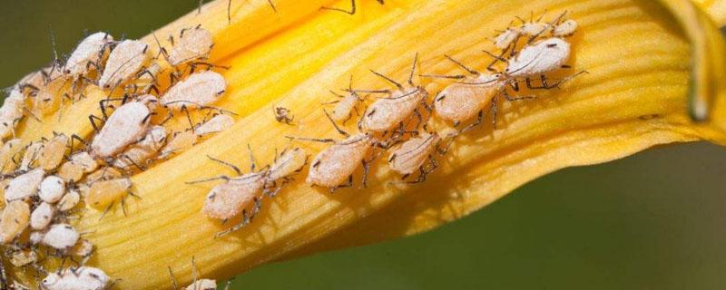 蚜虫的危害有哪些