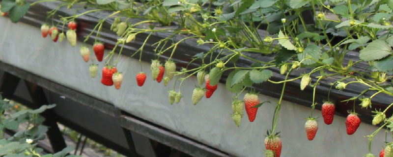 草莓大棚立体种植（立体大棚多层种植草莓新技术）