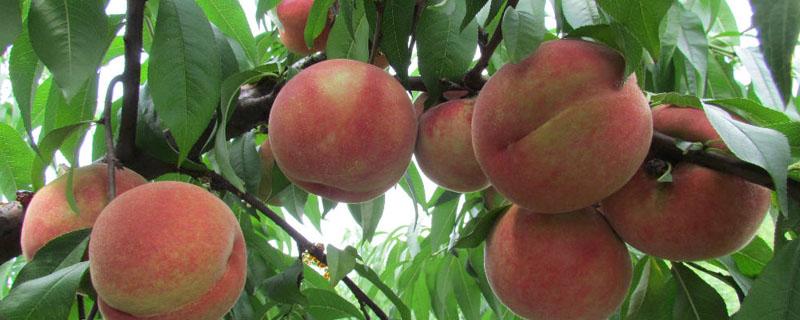 桃树的病虫防治和用药时间 桃树病虫害防治年历(用药推荐
