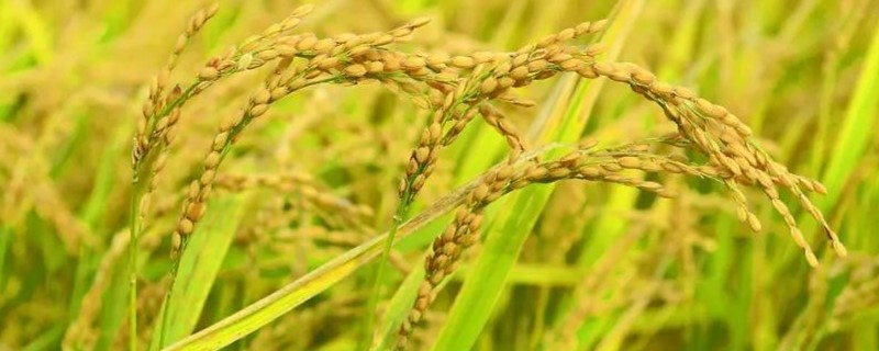 一斤水稻出多少大米（一斤水稻产多少大米）