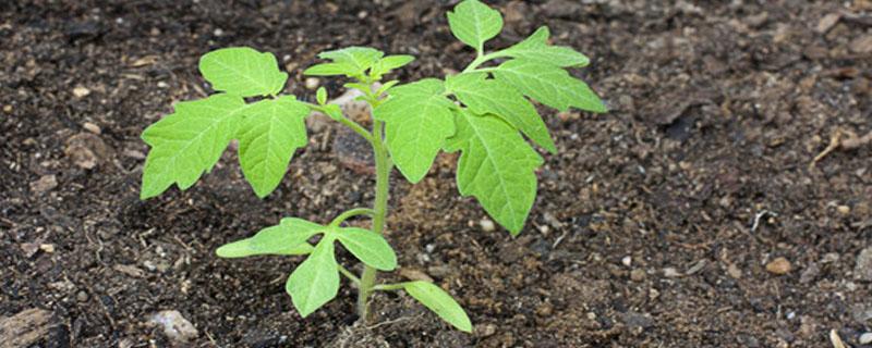 番茄苗的种植全过程 盆栽番茄苗的种植全过程