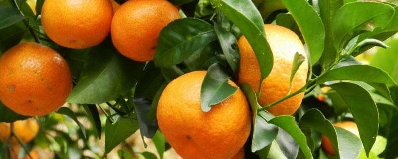柑橘锈壁虱用什么药防治 桔子锈壁虱病怎么治
