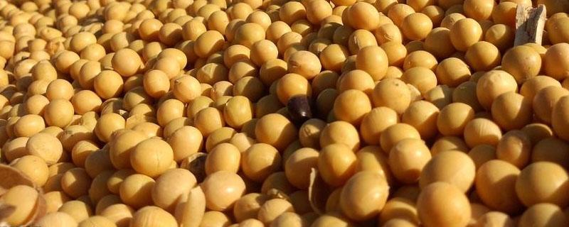 进口大豆主要用于什么