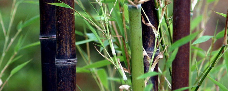 竹子种植方法和注意事项 种竹子需要注意什么