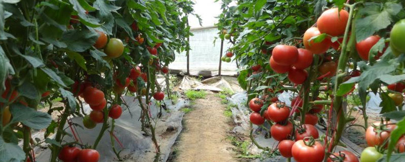大棚西红柿一年种几茬