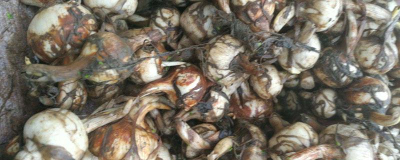 毛慈菇的亩产量是多少 种一亩毛慈菇要多少种苗