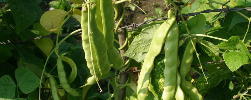 芸豆种植时间和方法青岛地区 山东芸豆种植时间和方法