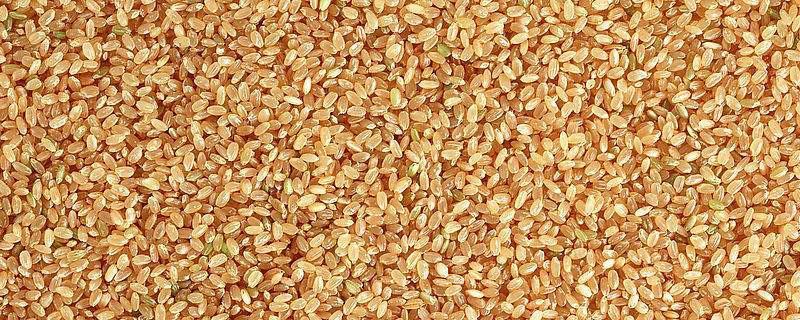 小麦种子为什么要晒干 小麦种子在晒干和烘烤