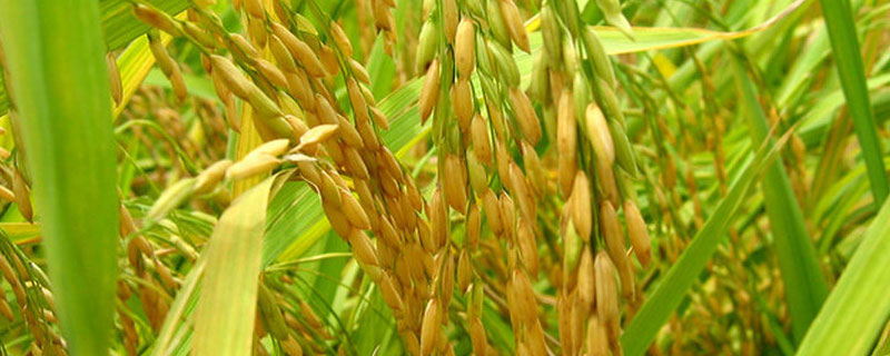 水稻底肥用老三样配比 寒地水稻底肥用老三样配比