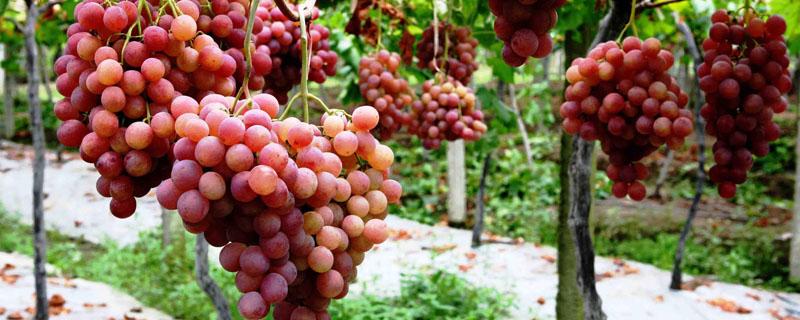 适合南方露天种植的葡萄品种（南方种植葡萄栽培什么品种）
