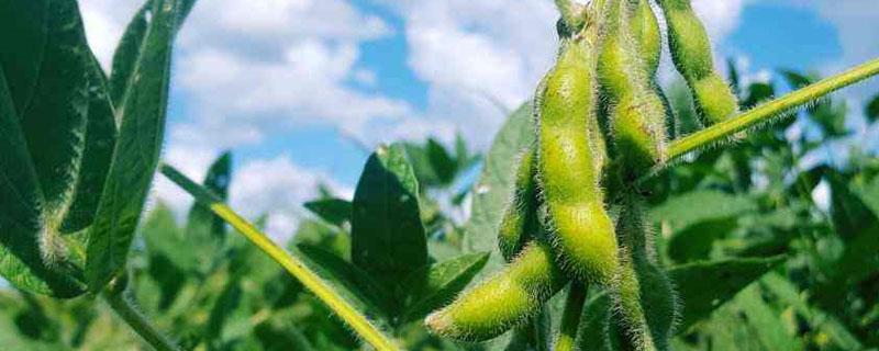 松嫩平原发展绿色大豆的原因（松嫩平原发展绿色农业的优势）