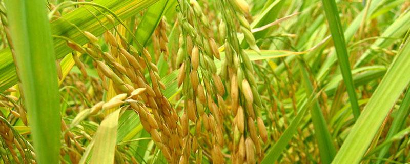 超优千号水稻品种介绍 超优千号水稻品种