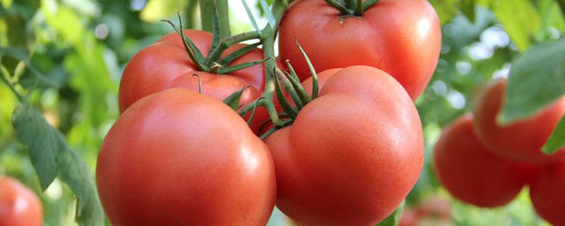 种植番茄需要注意什么（盆栽番茄的种植方法和注意事项）