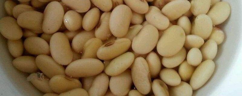 发酵的黄豆氮磷钾含量 发酵的豆子氮磷钾含量