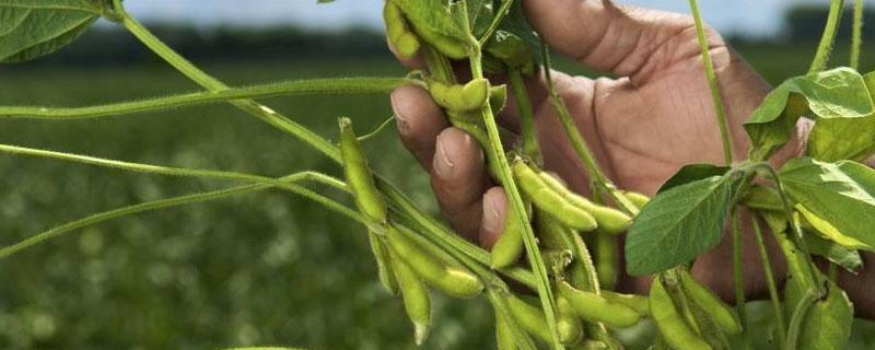大豆肥料配方 大豆需要什么配方肥料