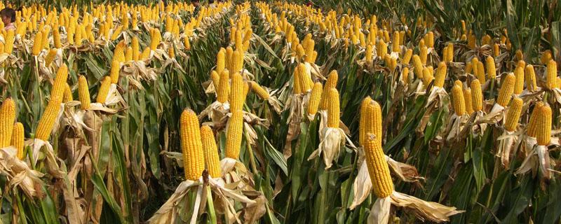河南夏播玉米高产品种 夏播高产玉米新品种