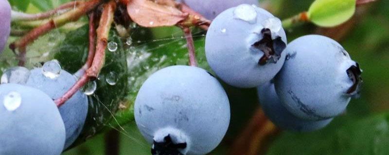 蓝莓灰霉病的治疗方法